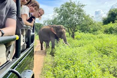 De Galle/ Mirissa/ Tangalle : Udawalawa Safari & Drop Ella