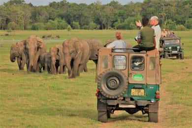 Safari com elefantes selvagens no Parque Nacional Minneriya