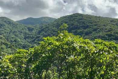 Hike St Kitts: Wingfield Rainforest and Romney Experience