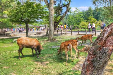 Kjóto: Nara, Tódaidži, svatyně Kasuga Taisha Soukromý celý den