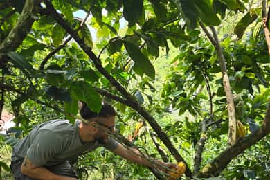 Medellin: Chocolate Farm Private Tour w/Workshop and Tasting