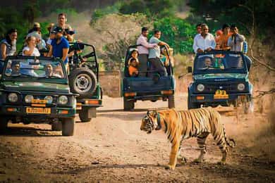 Sawai Madhopur: Ranthambore National Park Guided Jeep Safari