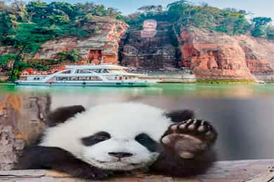Chengdu panda & Leshan Buddha One Day Private Tour