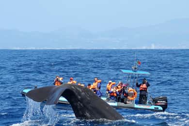 Rabo de Peixe: Sperm Whale Sanctuary Expedition