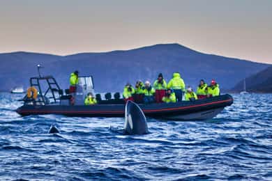 Från Tromsö: Valskådning i magiska Skjervoy