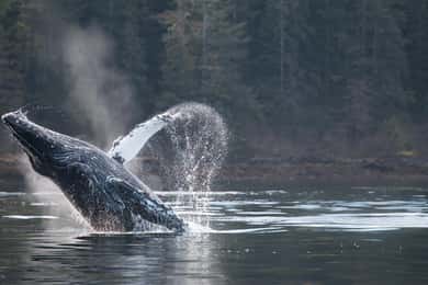 Sitka: Marine Wildlife Tour