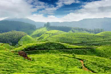 Cameron Highlands Private Day Trip