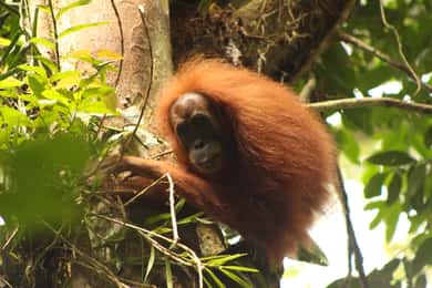 Ketambe Sumatra jungle trektocht en rafting