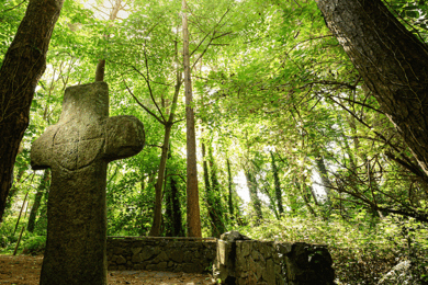 Wexford: Explore an Ancient Woodland with an Irish Witch