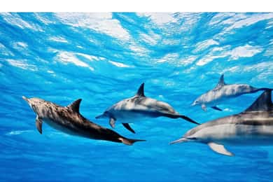Fuerteventura: Whale & Dolphin Watching Boat Tour with Guide
