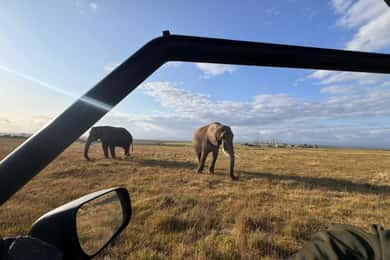 From Cape Town: 3-Day Safari, Penguins & visit to Mossel Bay