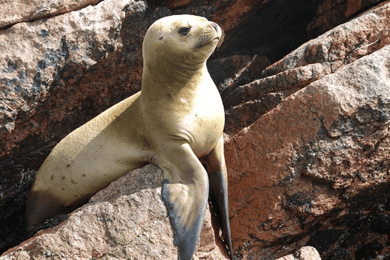 Ballestas-øerne og Paracas Nationalreservat fra Paracas
