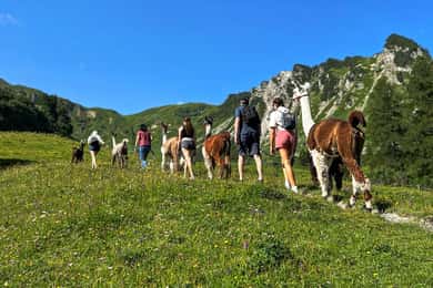 Triesenberg: Spaziergang mit Lamas in den Bergen