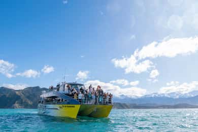 Kaikoura: Whale Watching Cruise