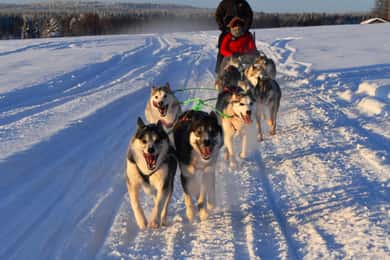 Luleå: Guidad tur med hundspann