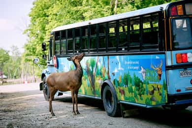 Montebello: Visita VIP matinal al Parque Oméga (2Hr 30min )