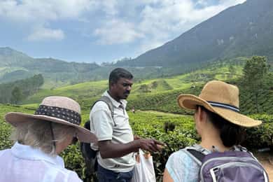 Munnar: Tea trail, Tea Factory, and Tea Tasting Tour