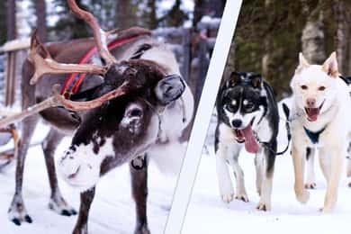 Levi: Vinter- og rensafari med huskier og rensdyr