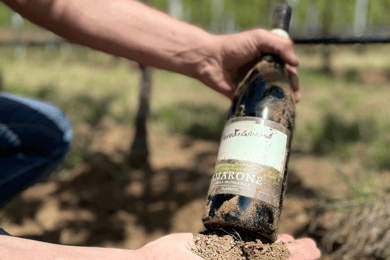 Visite d'un vignoble et dégustation à Valpolicella