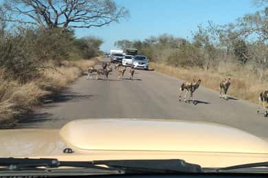 5 Days 4 Nights Safari Tour In Madikwe And Pilanersbeg