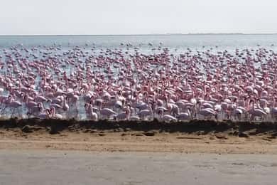 5 Daagse Sossusvlei en Swakopmund Tour - Gedeelde Shuttle