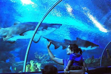 Aquaria KLCC inngangsbillett