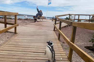 Punta Tombo Tour "Walking among Penguins".