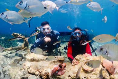 Kusadasi: Diving Experience with Lunch and Transfer