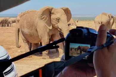 Addo Elephant National Park: Full-Day Safari with Lunch