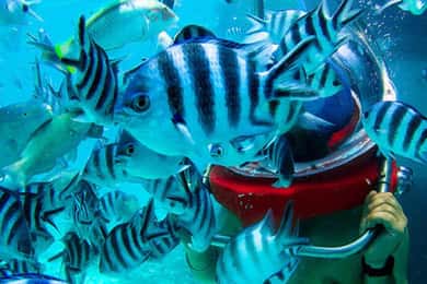 Gå under havet i Mauritius med överföring