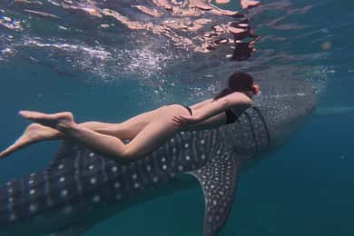 Cebu Oslob WhaleShark,Inambakan Falls& Moalboal Sardines Run