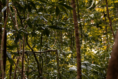 Langkawi: Dream Forest Langkawi Standard inngangsbillett