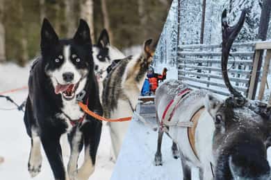 Kombinationstur\Husky og rensdyrslædetur i Levi