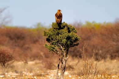 4 days Etosha National Park and Swakopmund Lodging