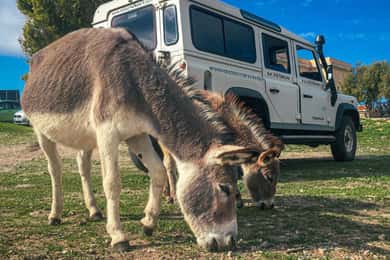 Von Stintino: Offroad-Tour zur Asinara