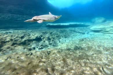 Paphos: Sea Turtle Snorkeling Tour with Guide