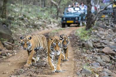 2 Days Ranthambore National Park Tour From Delhi By Train