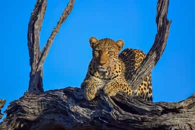 From Johannesburg: 2-Day Safari into Kruger National Park