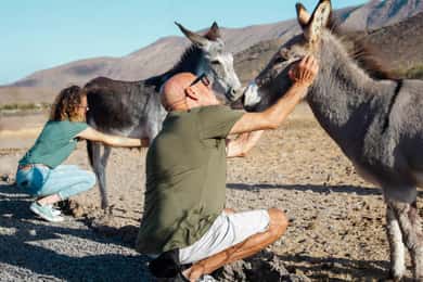 Fuerteventura Aloe & Olivo Tour with Optional Lunch