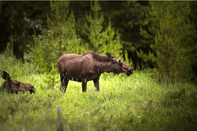 From Stockholm: Moose & Wildlife Safari with Campfire Dinner