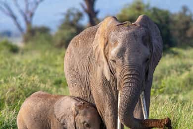 Von Sansibar: 2-tägige Serengeti-Safari mit Inlandsflügen