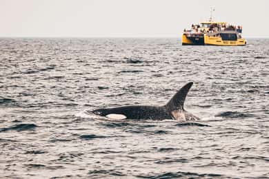 Vancouver: Covered Whale Watching Adventure with Free Photos