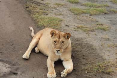 Tanzania: 10-Day Safari and Zanzibar Beach Holiday