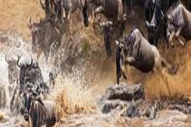 Arusha: Safari de 3 dias na Cratera de Ngorongoro e no Serengeti