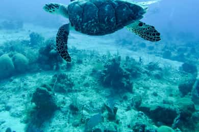 Mauritius: Snorkeling con le tartarughe e cibo di strada a Port Louis