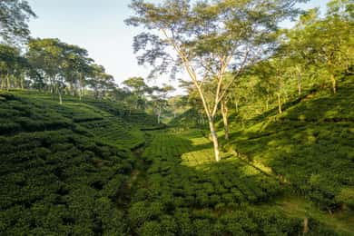 Darjeeling: Excursión de 4 días con visita a los Jardines del Té, traslados y estancia