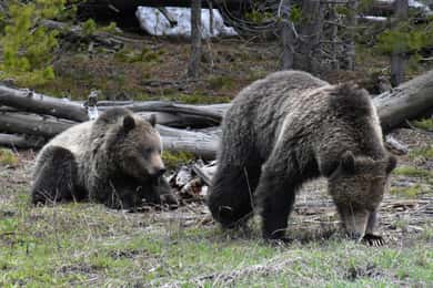 Yellowstone Wildlife Tours: From West Yellowstone Montana