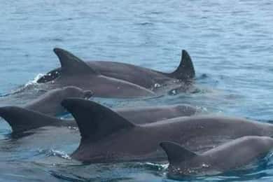 Wasini:, Swimming with the Dolphins