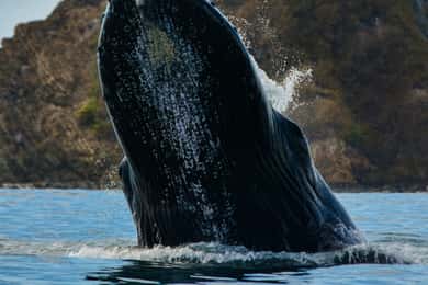Uvita: excursión en barco para avistar ballenas y delfines con bebidas y aperitivos