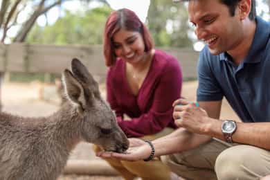 Sydney: Blue Mountains Scenic World, Wildlife Park and Lunch